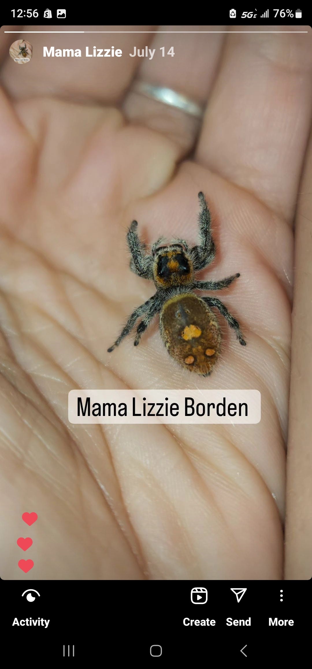 Eddie- Male Phidippus Regius