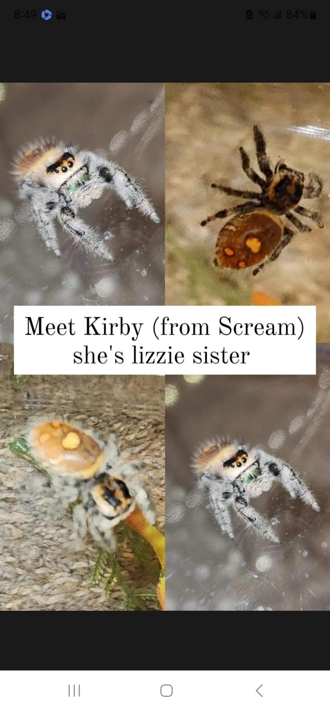 Laurie Trode- Phidippus Reguis Female