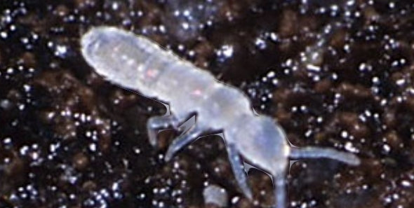 Springtails