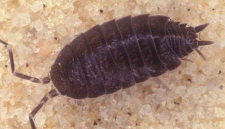 Isopods 5ct