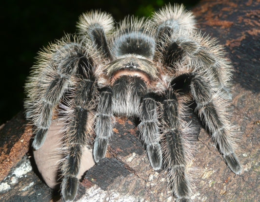 Tliltocatl albopilosus-curly hair