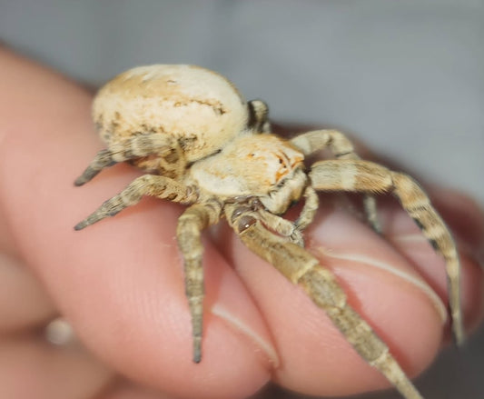 Stegodyphus dufouri Captive-br3d