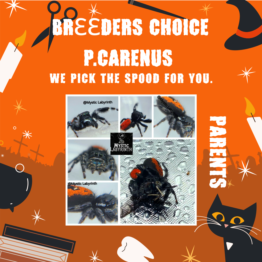 P.carenus (Breeders Choice)