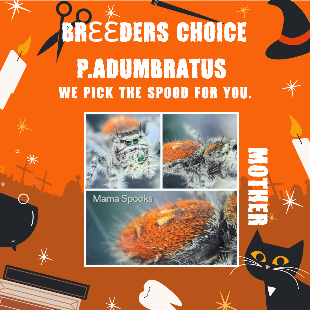 BREEDERS CHOICE P.adumbratus