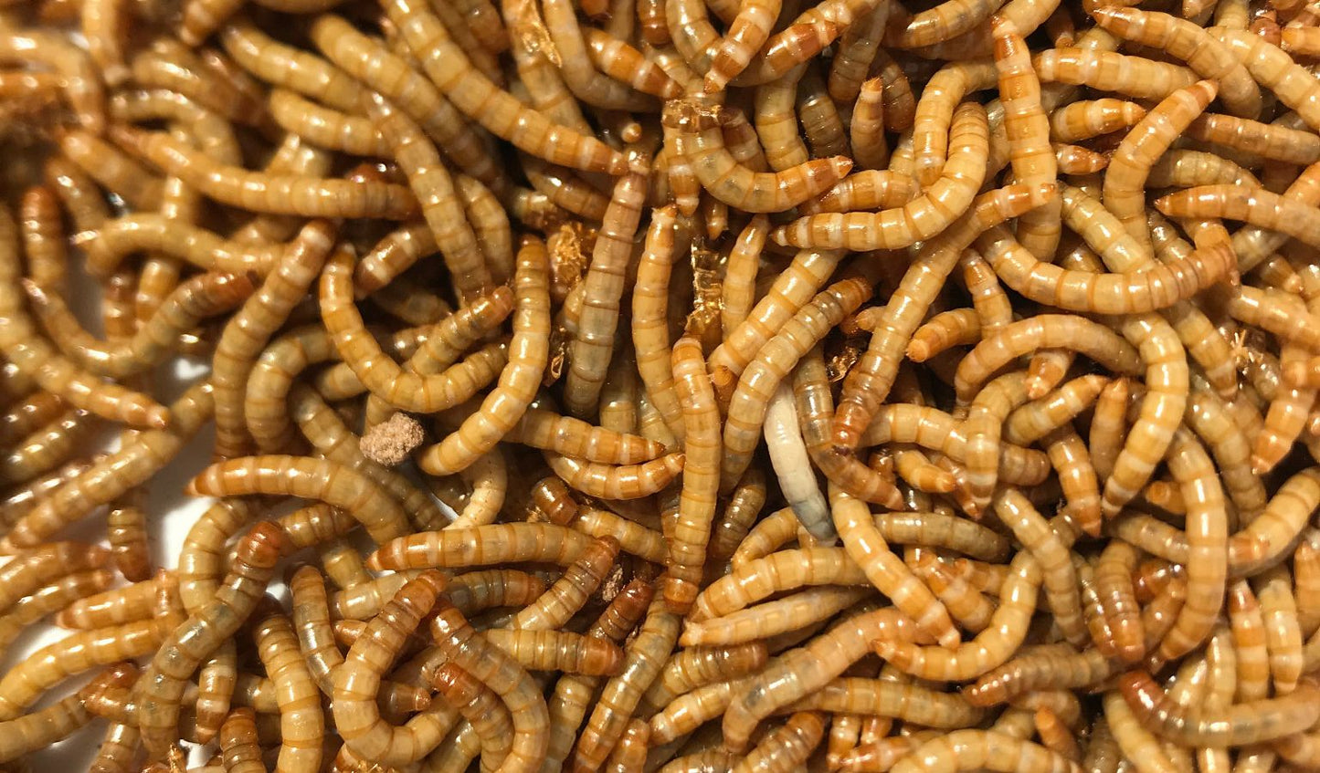 Mealworms