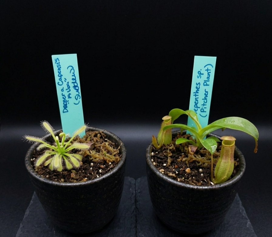 Carnivorous Plants