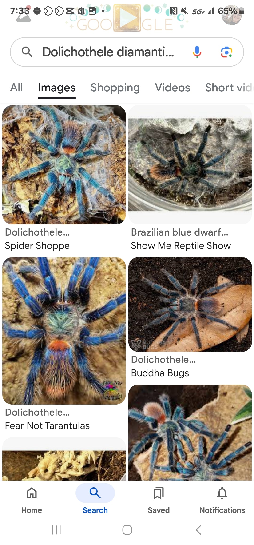 Dolichothele diamantinensis (Brazilian Blue Dwarf Beauty) 0.5"