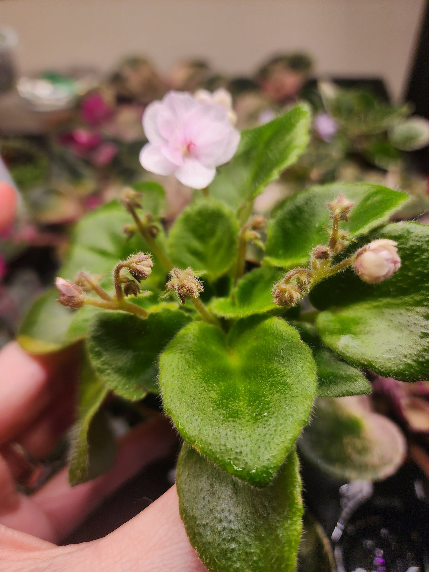 African violet (Saintpaulia)