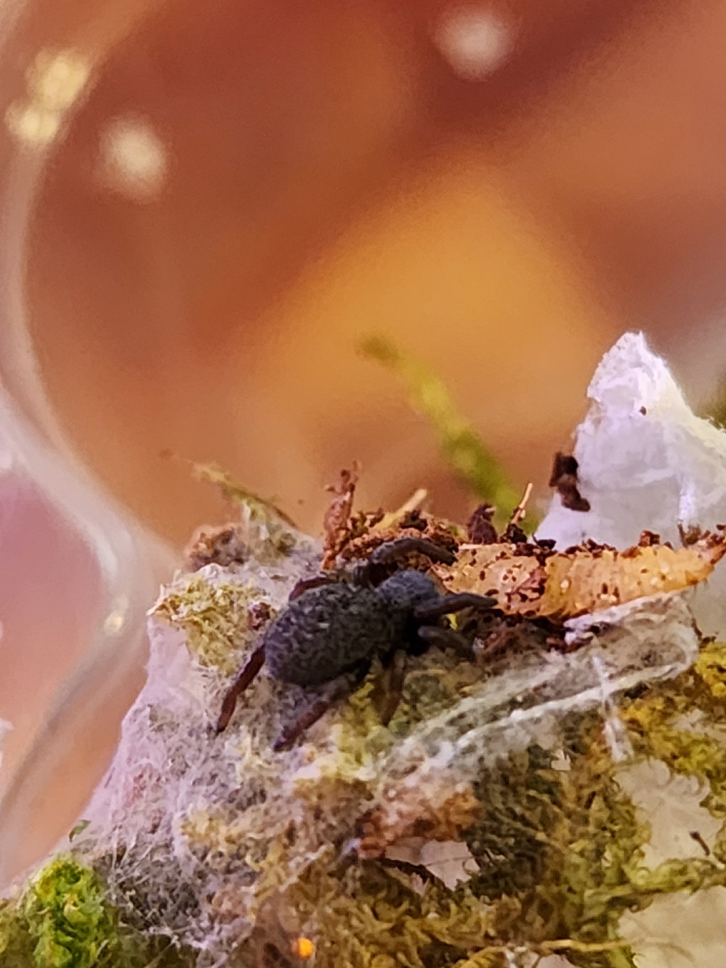 Eresus bouarfa sp.
