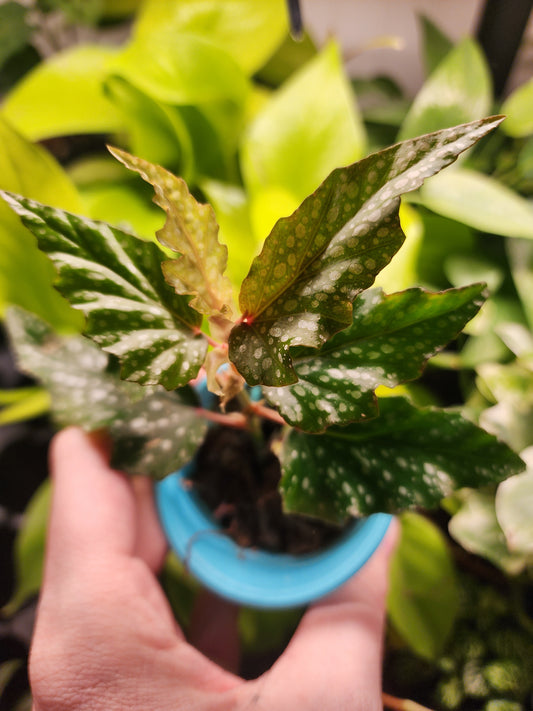 Angelwing Begonia Clipping