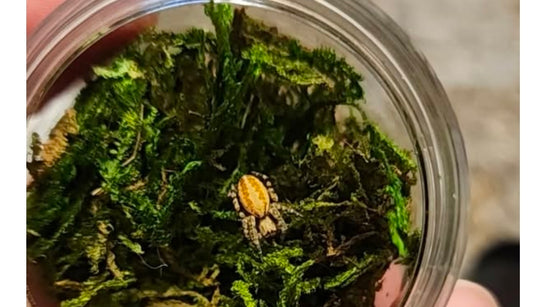 Stegodyphus dufouri 1/4"