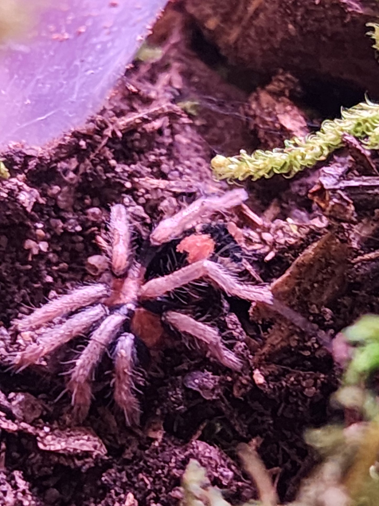 Cyriocosmus elegans (Trinidad Dwarf Tiger)