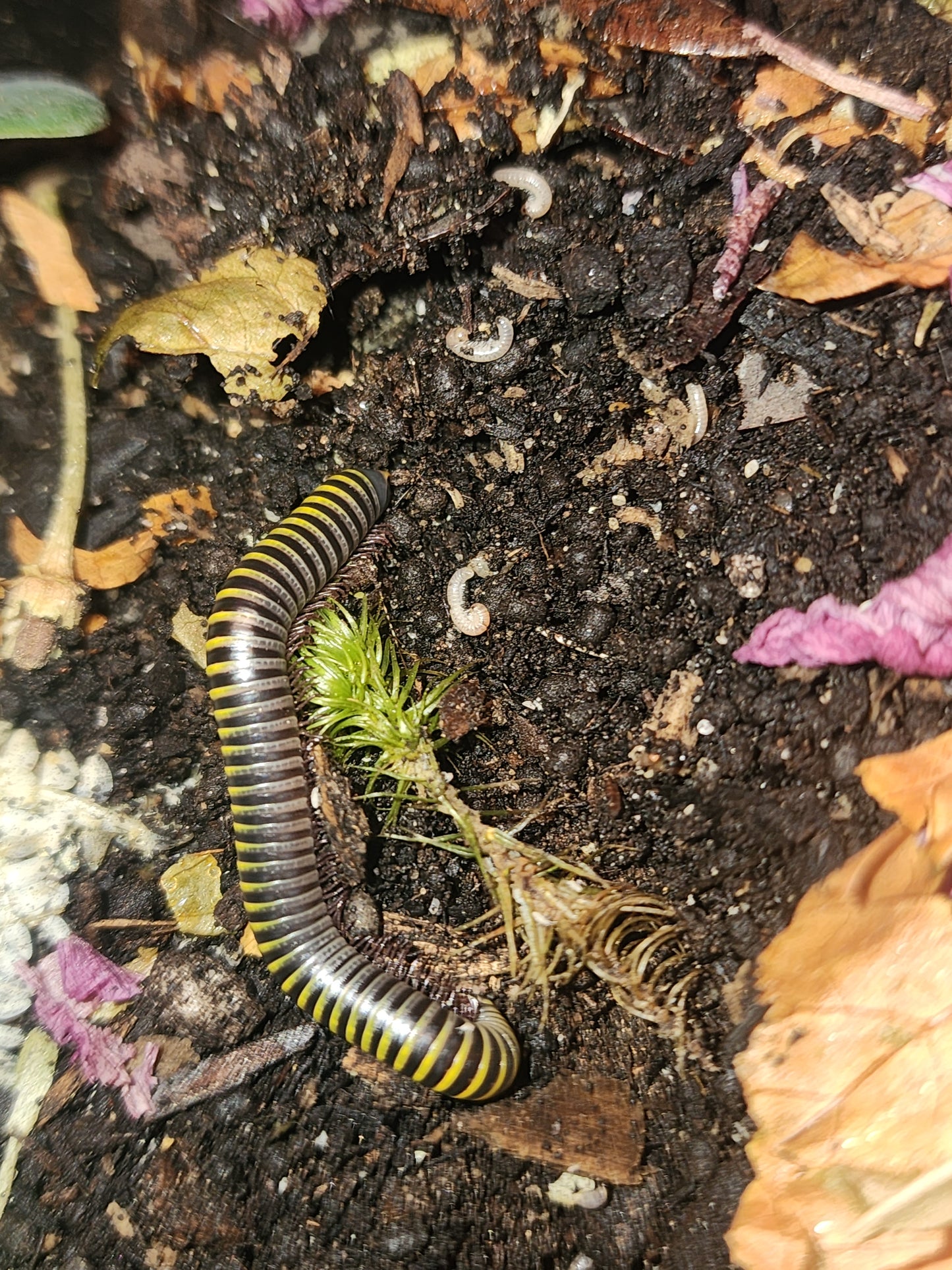 Isopods (several species)