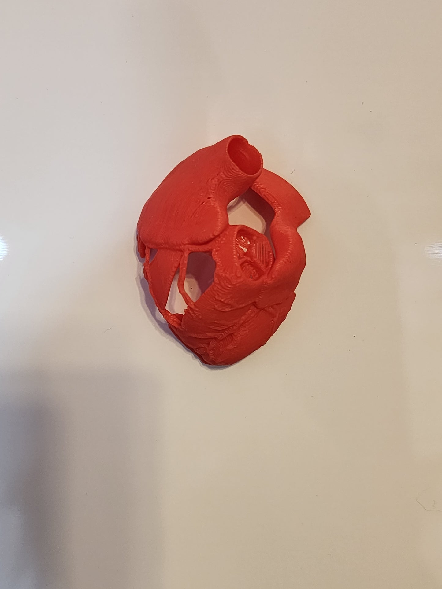 Organ Heart Hide (with window)