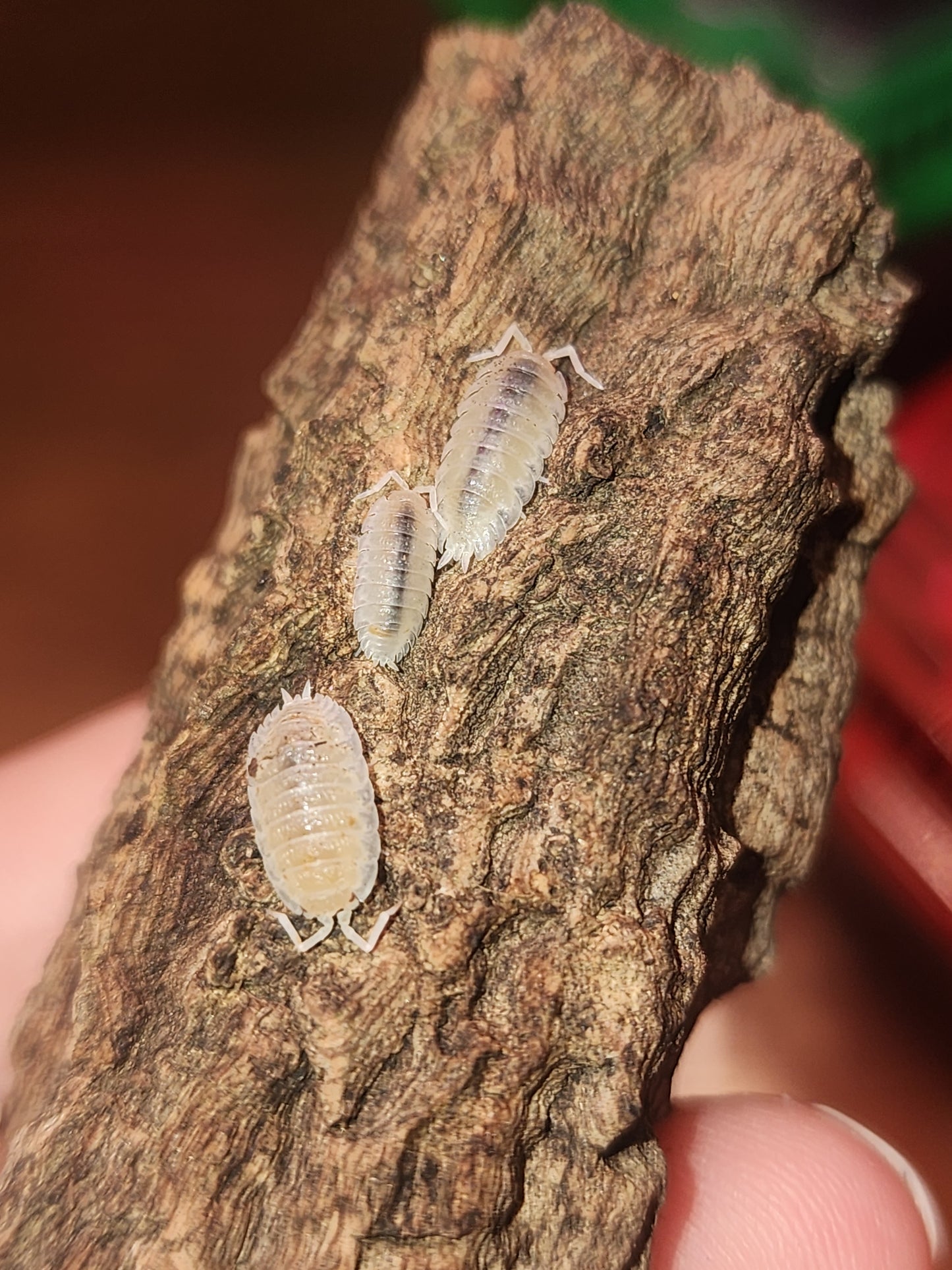 Isopods (several species)