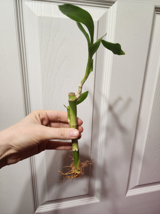 Bamboo (Ships bare root)