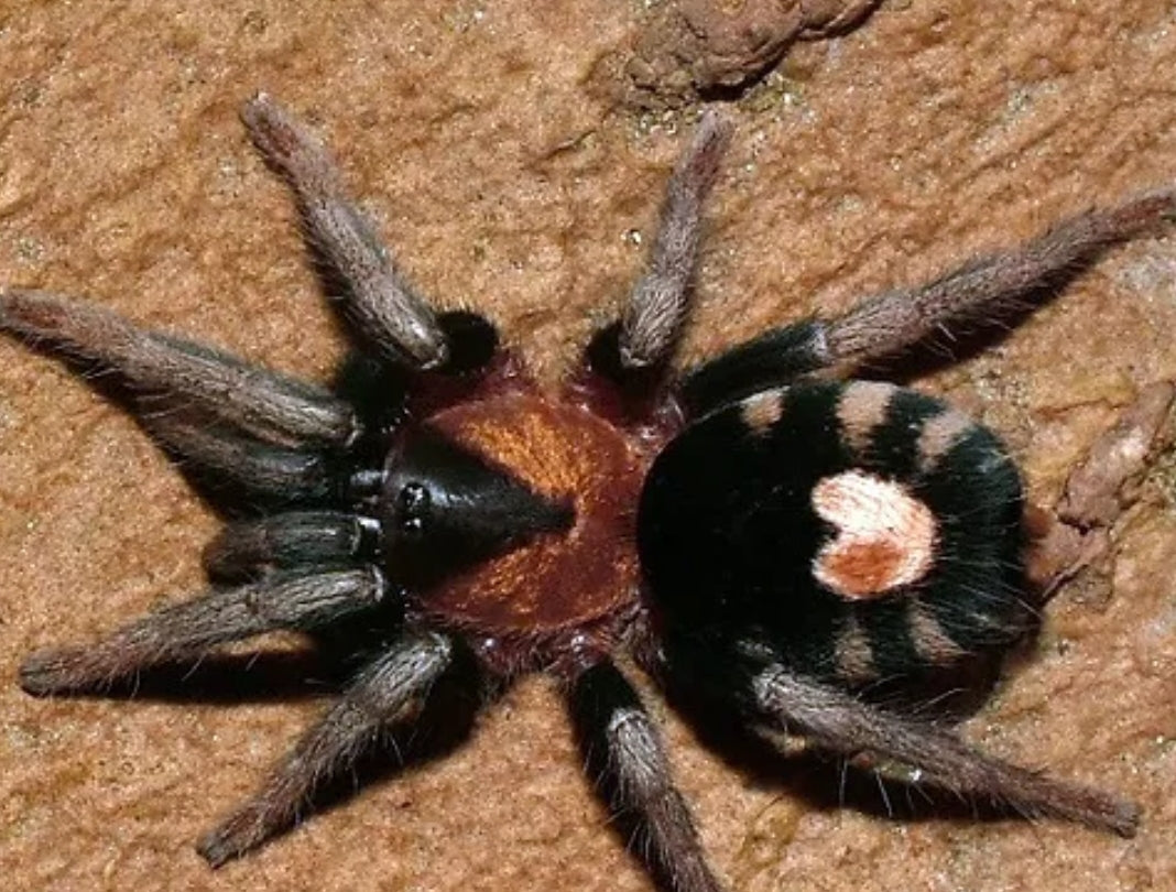 Cyriocosmus elegans - (Trinidad Dwarf Tiger)(red info)