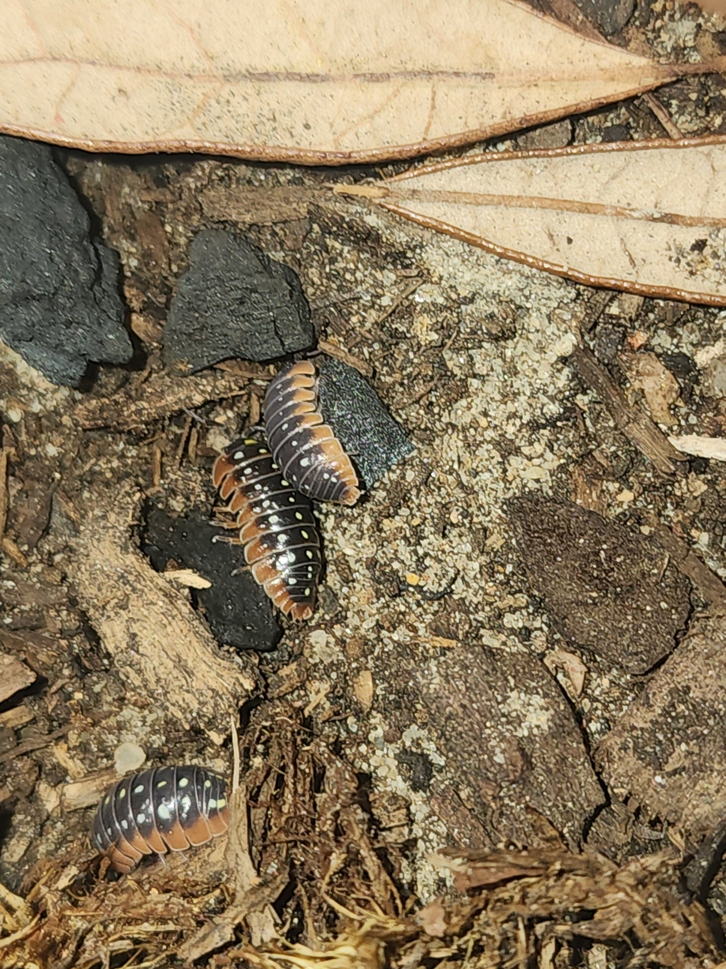Isopods (several species)