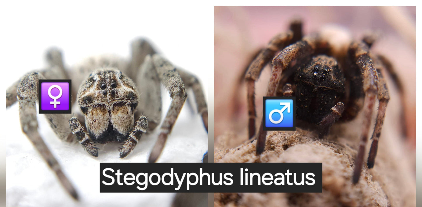 Stegodyphus lineatus