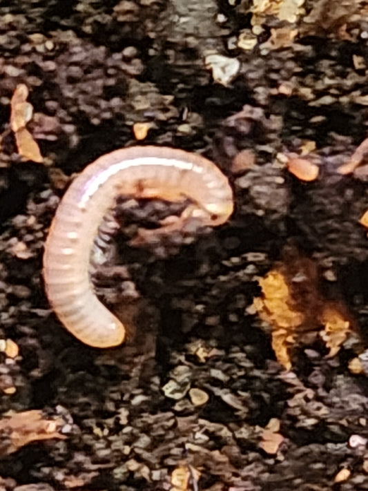 1ct baby bumble bee Millipedes