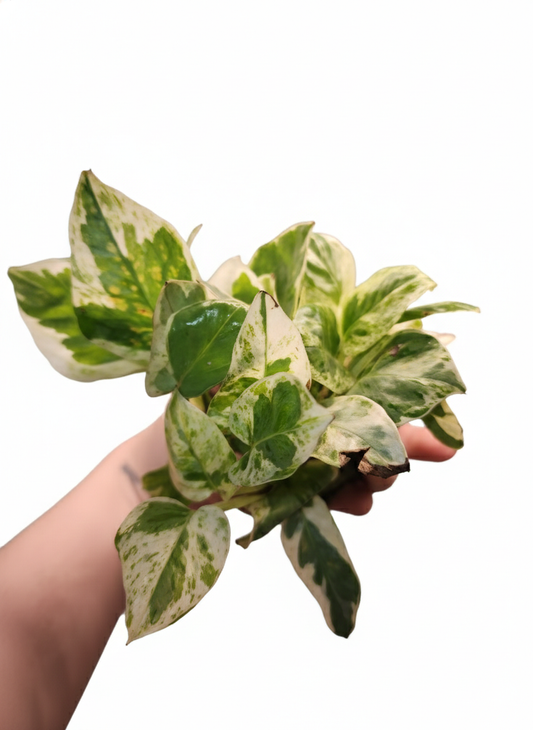 Pearl & Jade Pothos