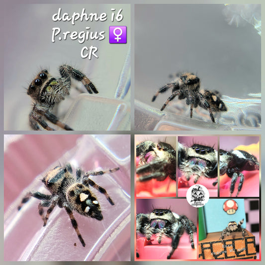 Daphne