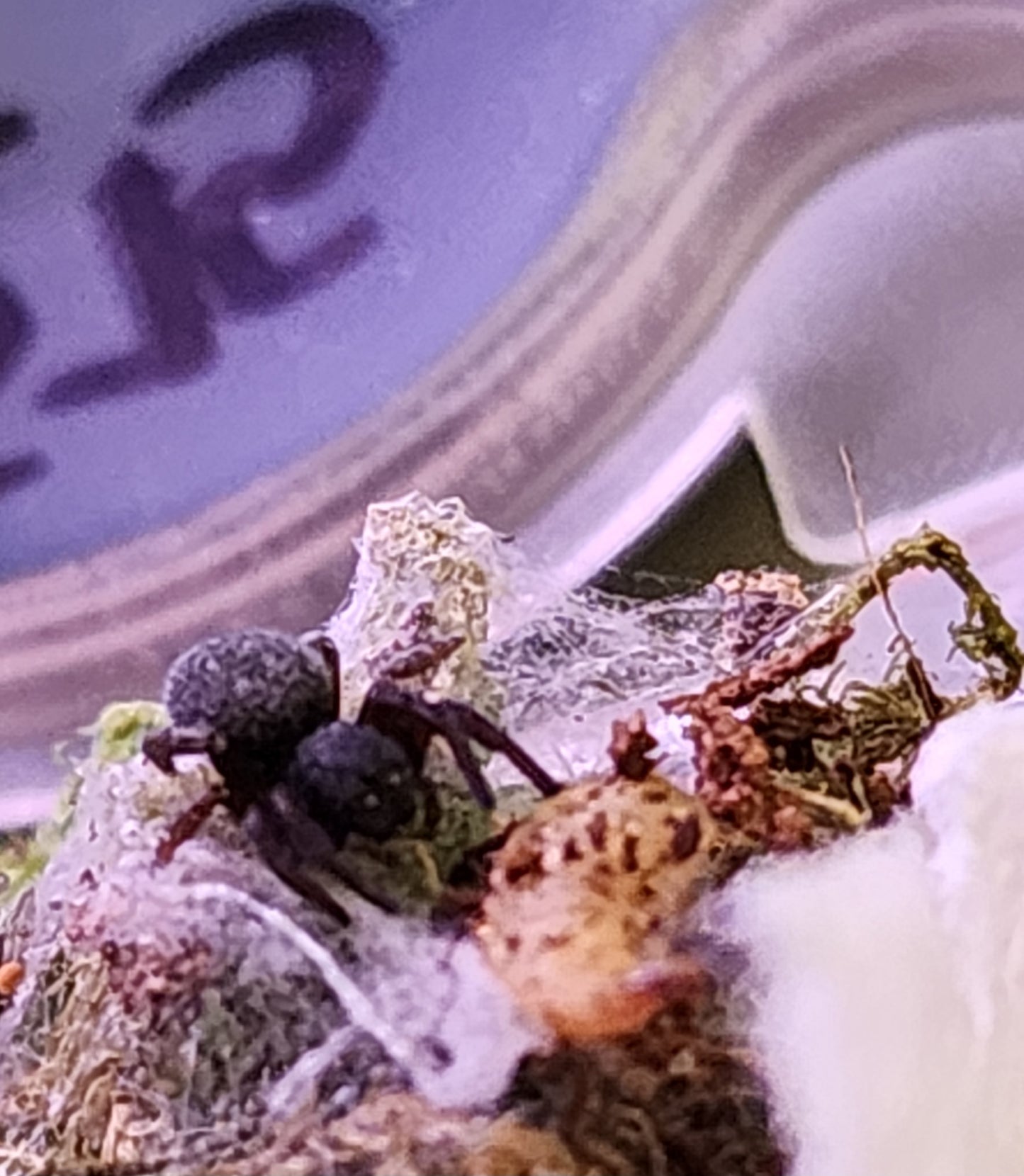 Eresus bouarfa sp.