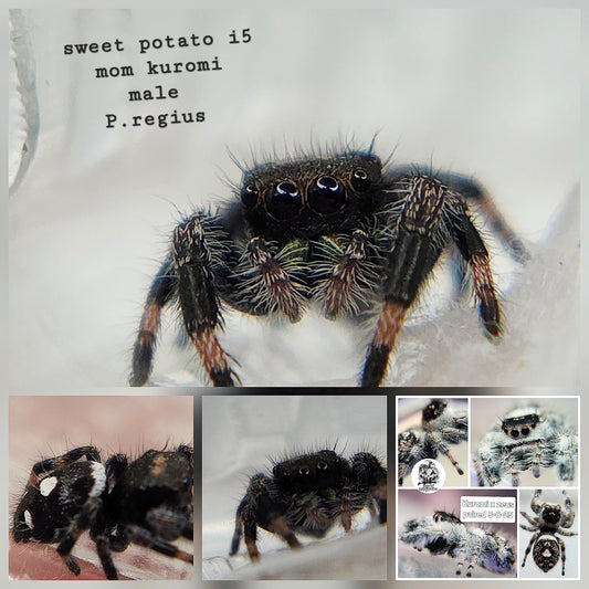 Sweet potato- P.regius