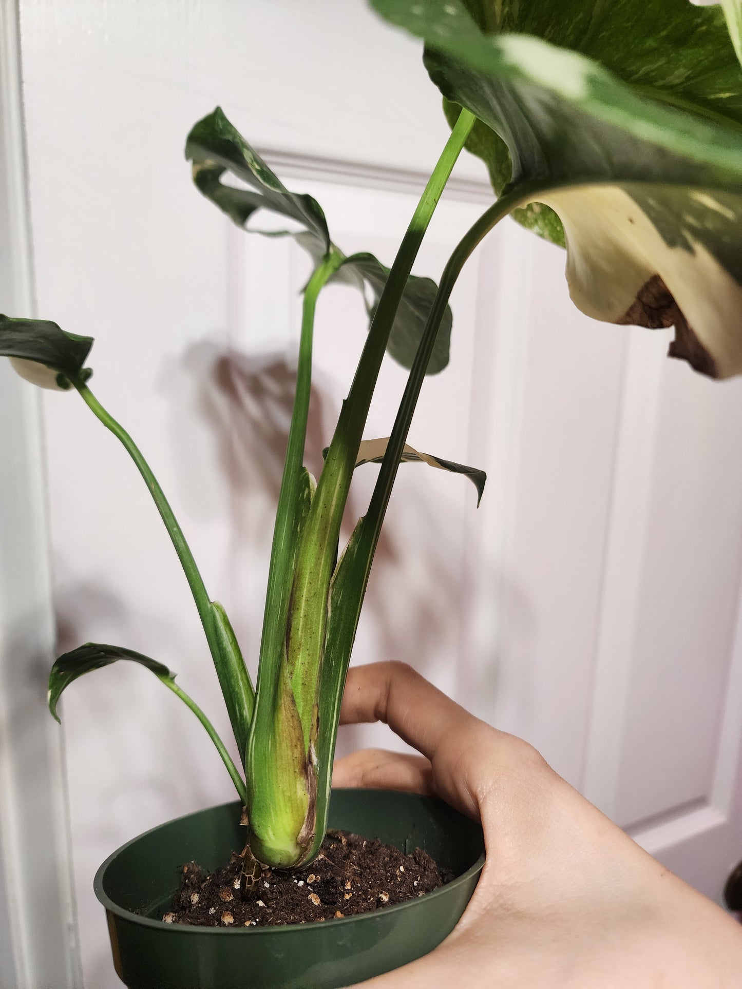 Thai Constellation 001 (exact plant)