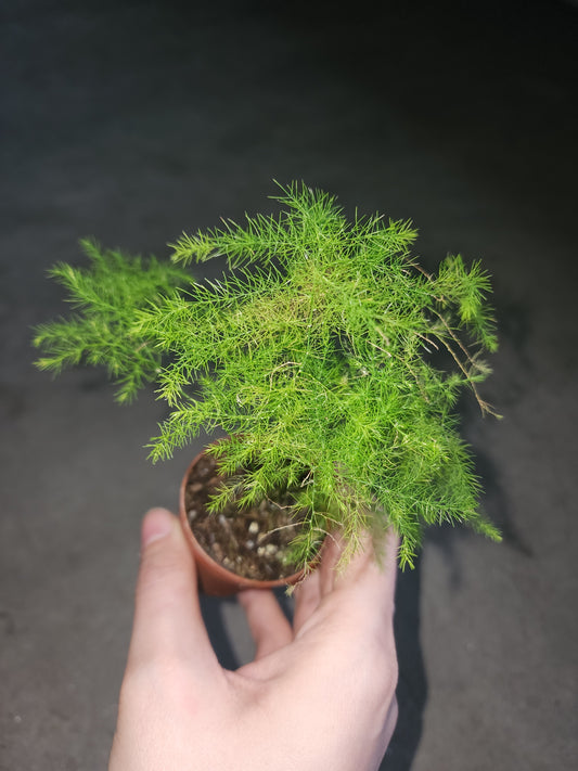 Asparagus Fern (Asparagus setaceus)