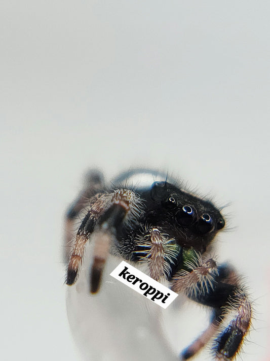 Keroppi- P.regius