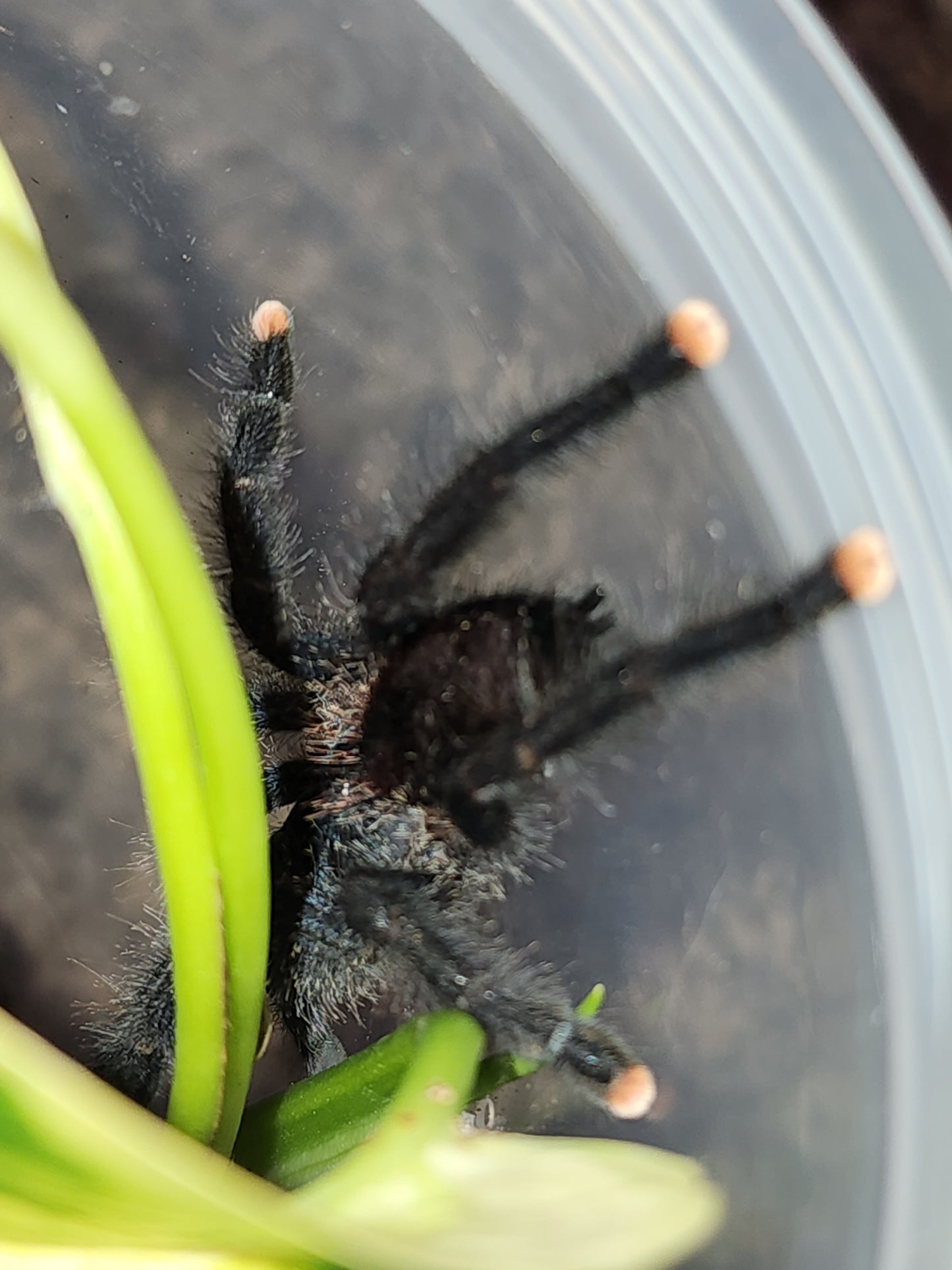 Avicularia avicularia (Pink-toed or Guyana Pinktoe )