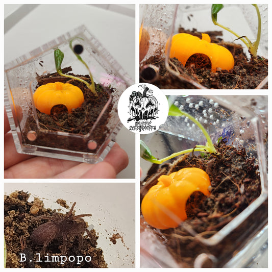 Mini Pumpkin Hides (Just the hide)