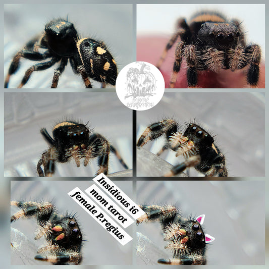 Insidious P.regius