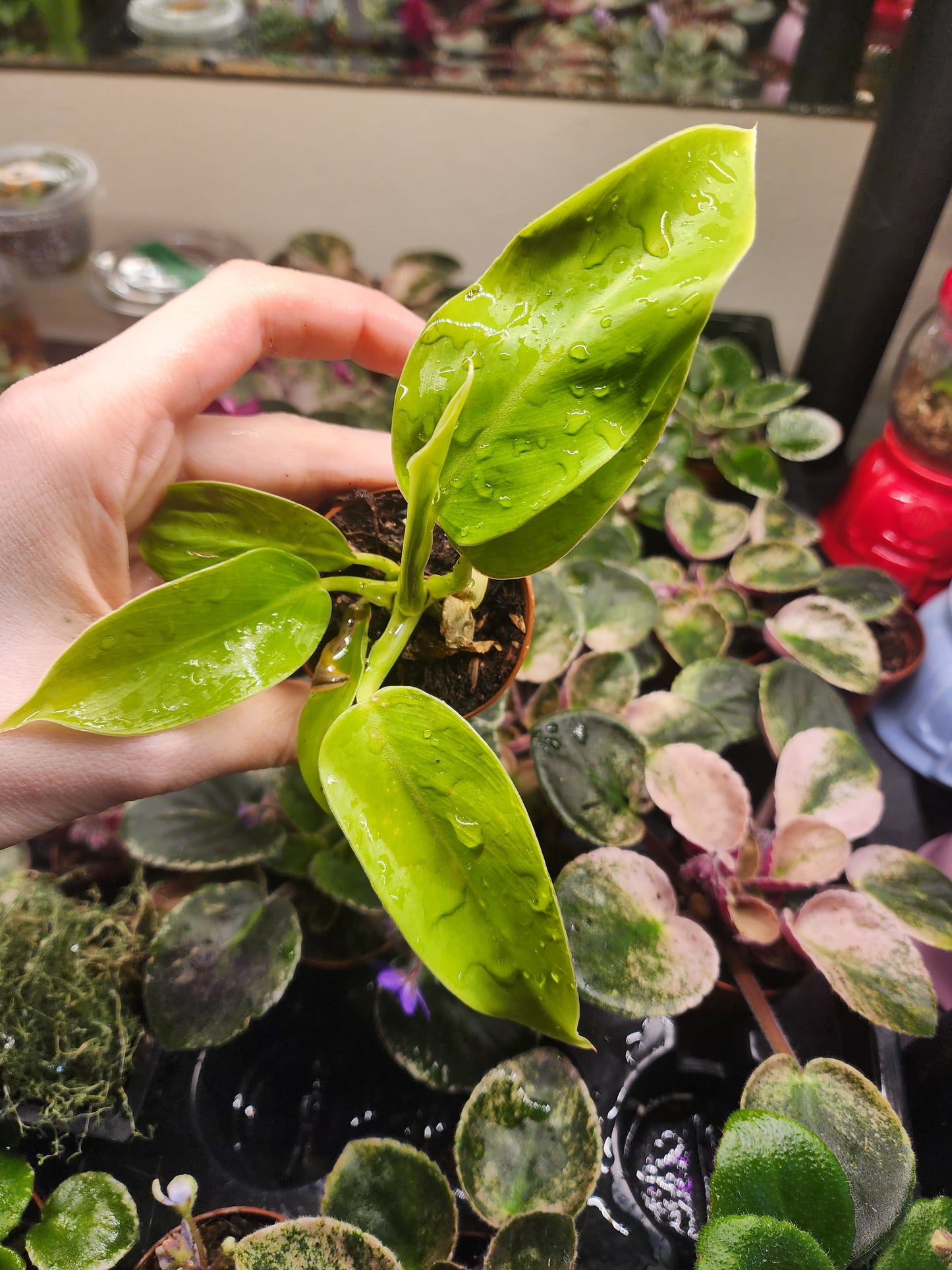 Philodendron minis