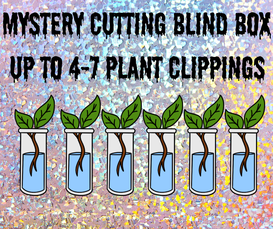 Mystery Plant Cutting blind box