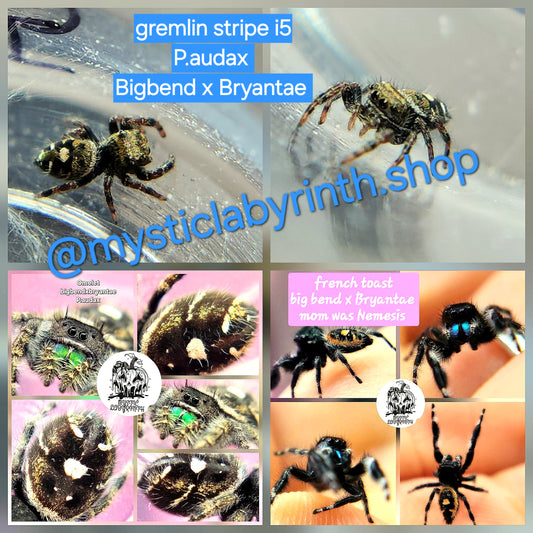 Gremlin stripe