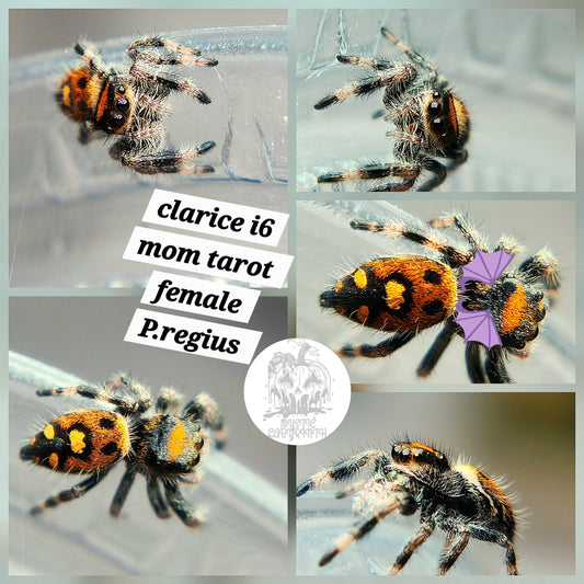 Clarice - P.regius