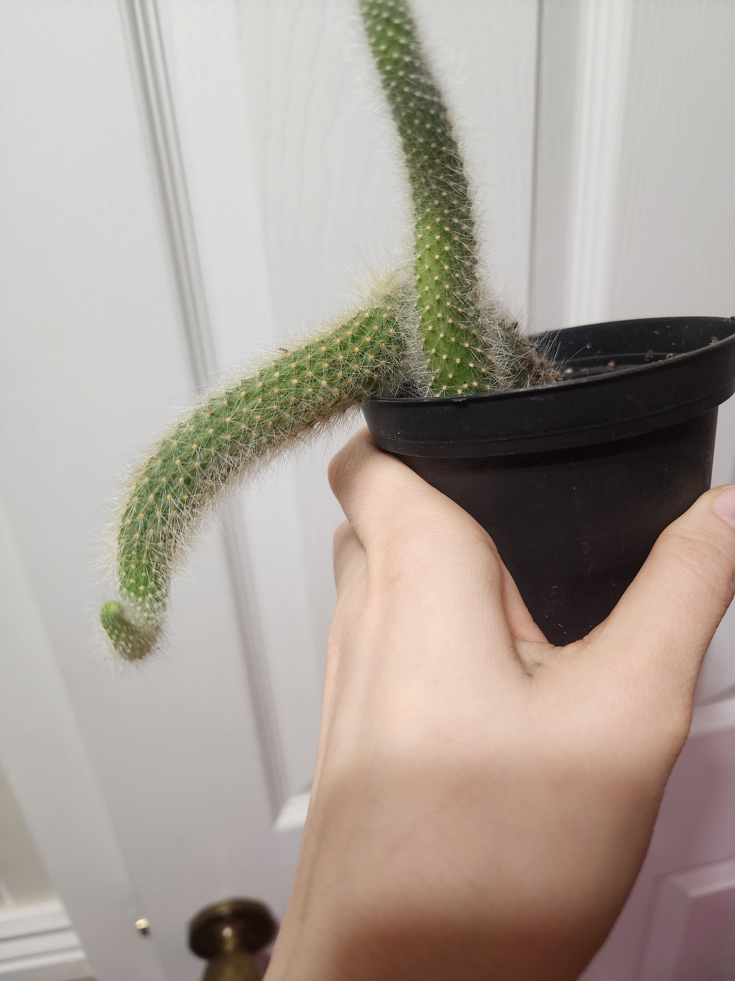 Monkey tail cactus