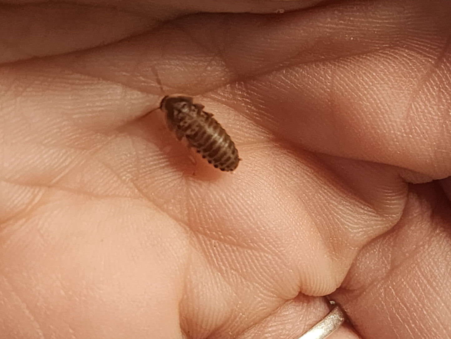 Extra small Dubias