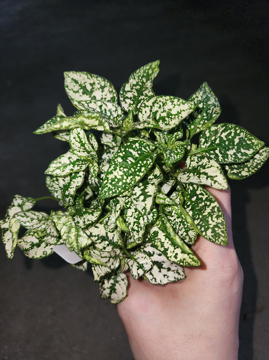 White Poka Dot Plant (Hypoestes phyllostachya)