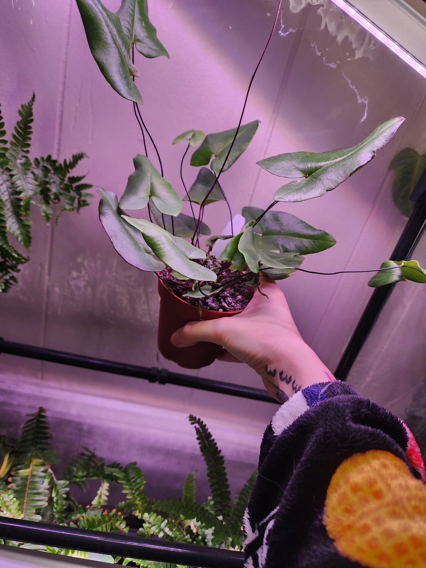 Heart Leaf Fern (Hemionitis arifolia)