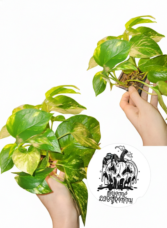 Golden Pothos