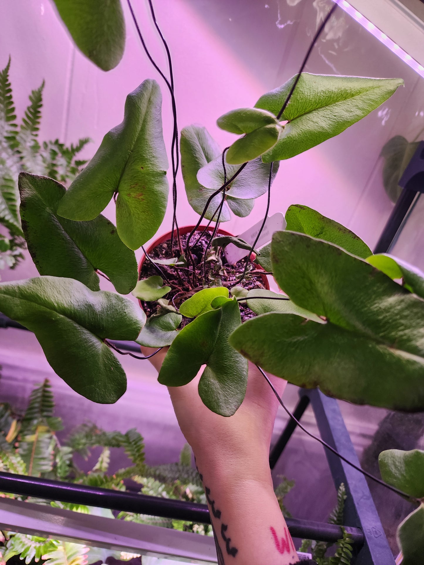 Heart Leaf Fern (Hemionitis arifolia)