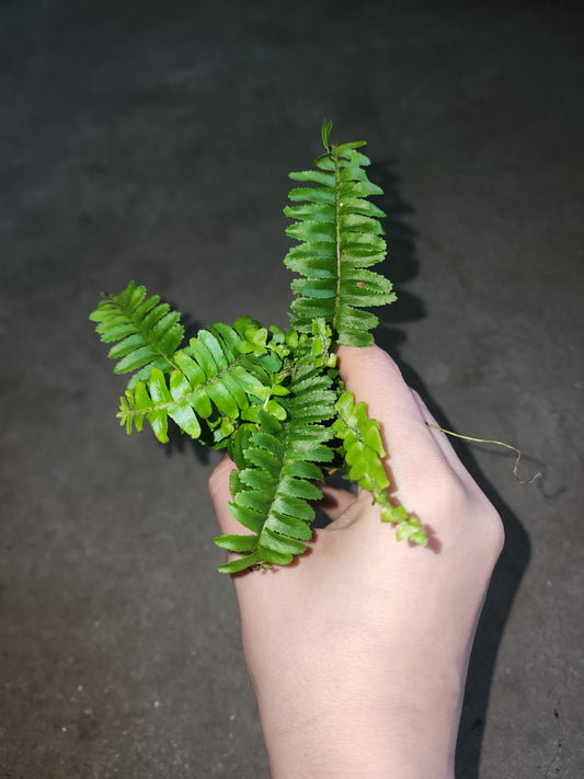 Fishbone Fern (Nephrolepis cordifolia)