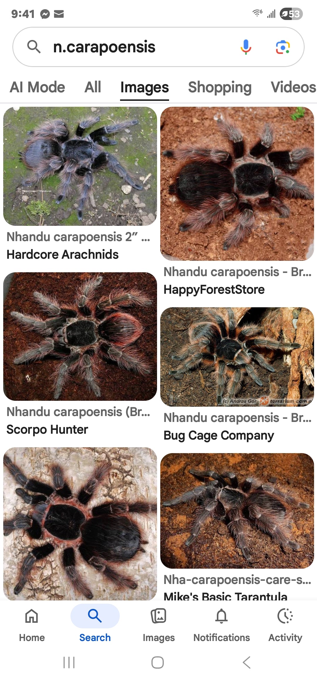 Nhandu carapoensis, Brazilian Red Tarantula