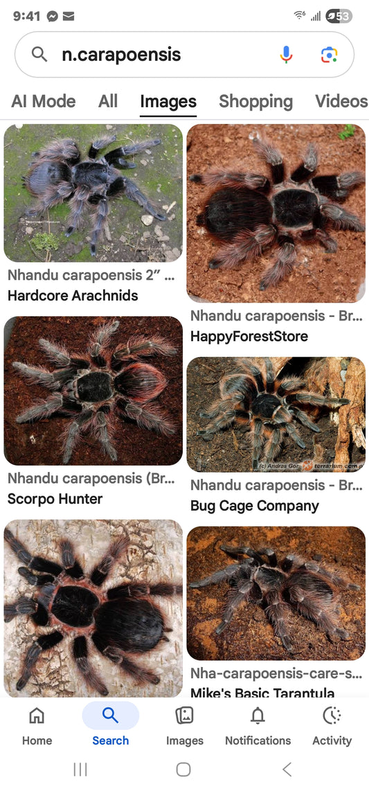 Nhandu carapoensis, Brazilian Red Tarantula