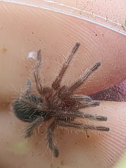Grammostola quirogai (Uruguayan Black Beauty 1-2"