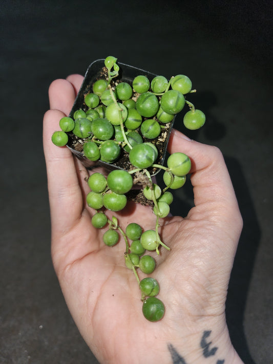 String of Pearls (Senecio rowleyanus)