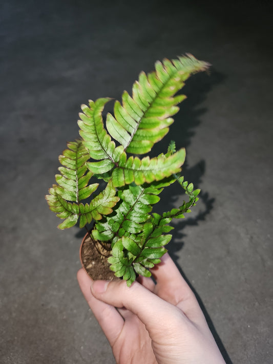 Autumn Fern (Dryopteris erythrosora)
